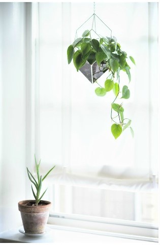 Poto, una de las plantas que mas purifican el aire según un estudio de la NASA una de las cinco plantas que mejor purifican el aire según la NASA